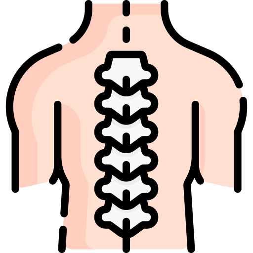 the human backbone